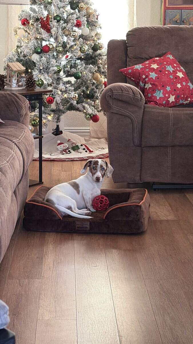 Loving Dachshund Woody image 2
