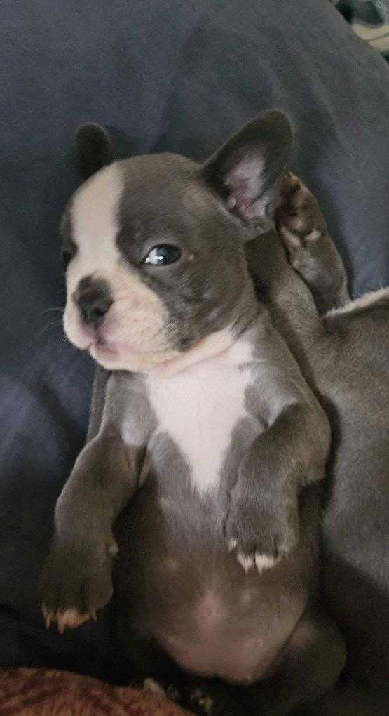 Frenchie puppies looking for forever homes image 1