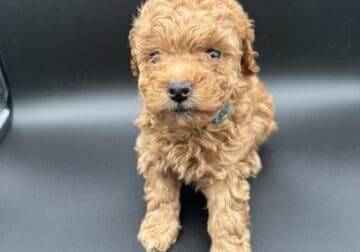 Mini Poodle Males