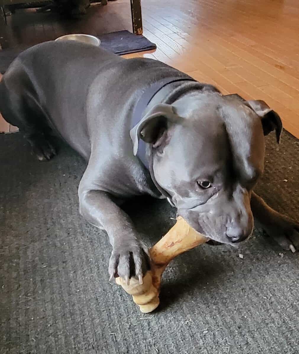 Pitbull 5yrs old, intact male image 2