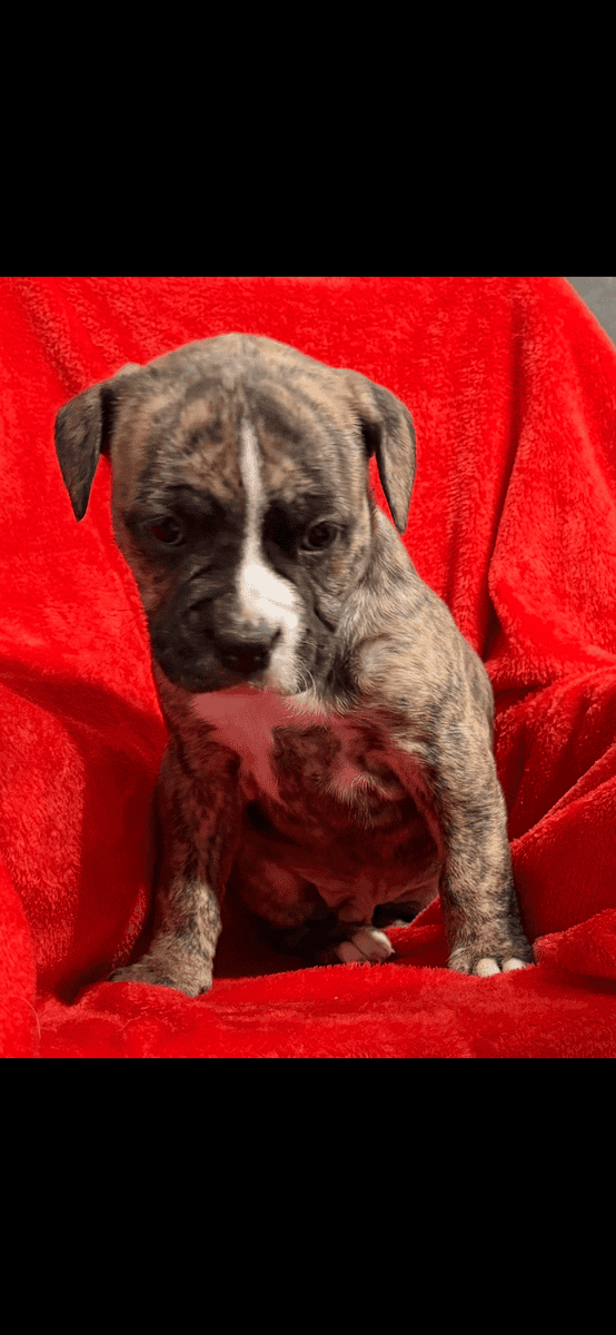 Pups for sale image 2