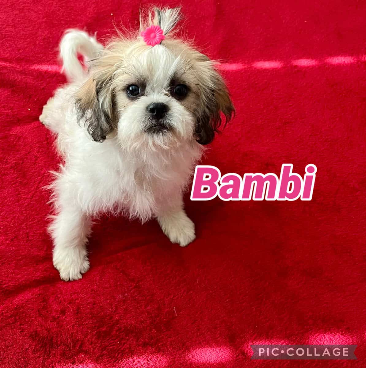 Loving Shih Tzu Puppies - Las Vegas image 3