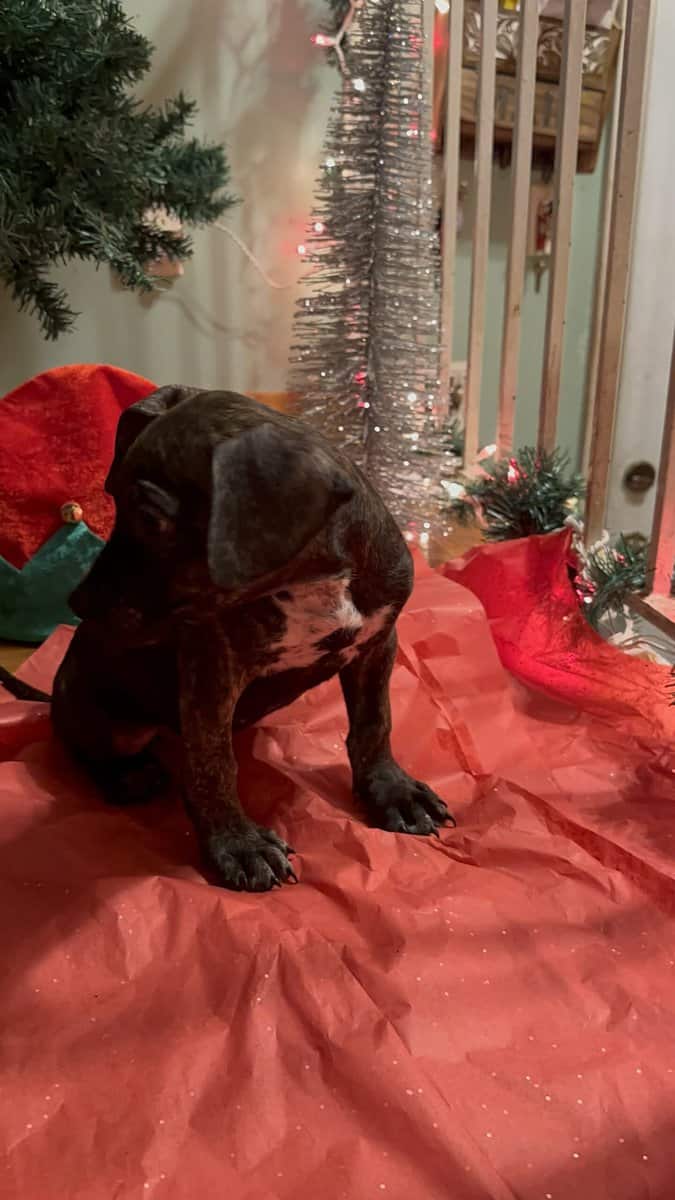 Pitbulls for sell image 6
