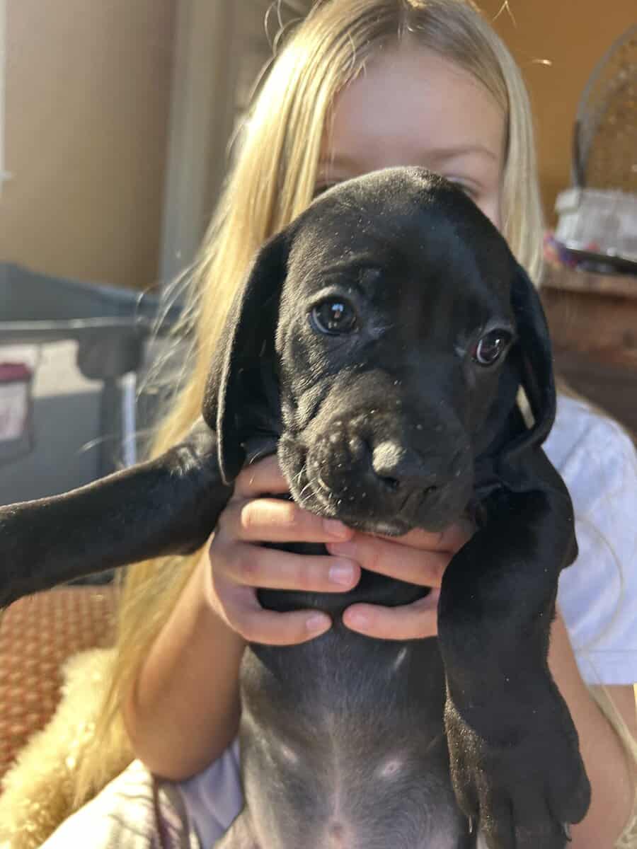 Boweimer pups image 9