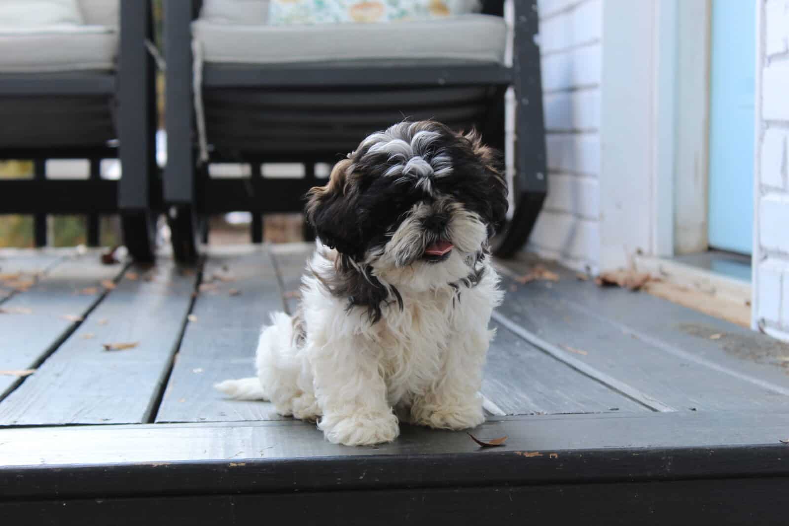 Shih Tzu puppy AKC image 3