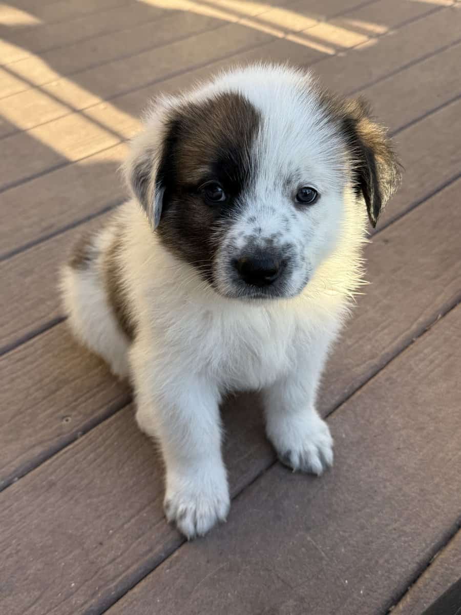 Pyrenees/Blue-Heeler image 3