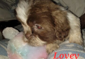Shih Tzu Red liver in SC