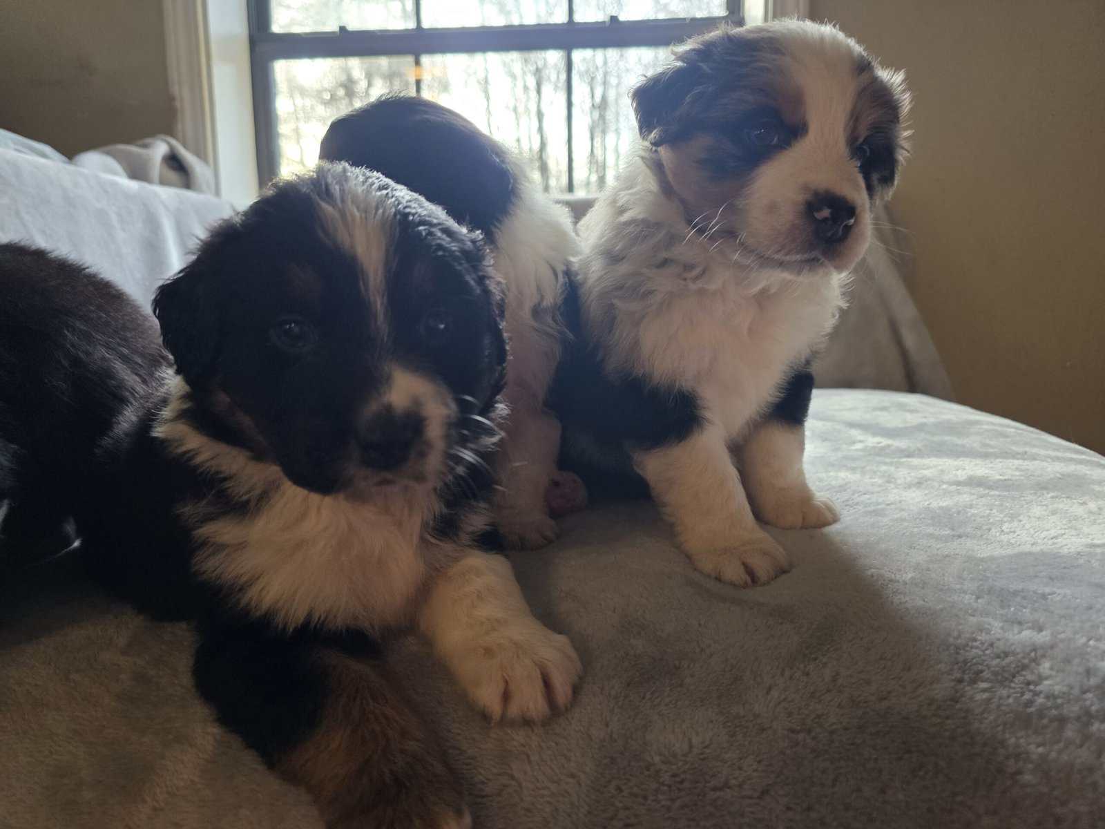 Australian shepherd puppies image 8