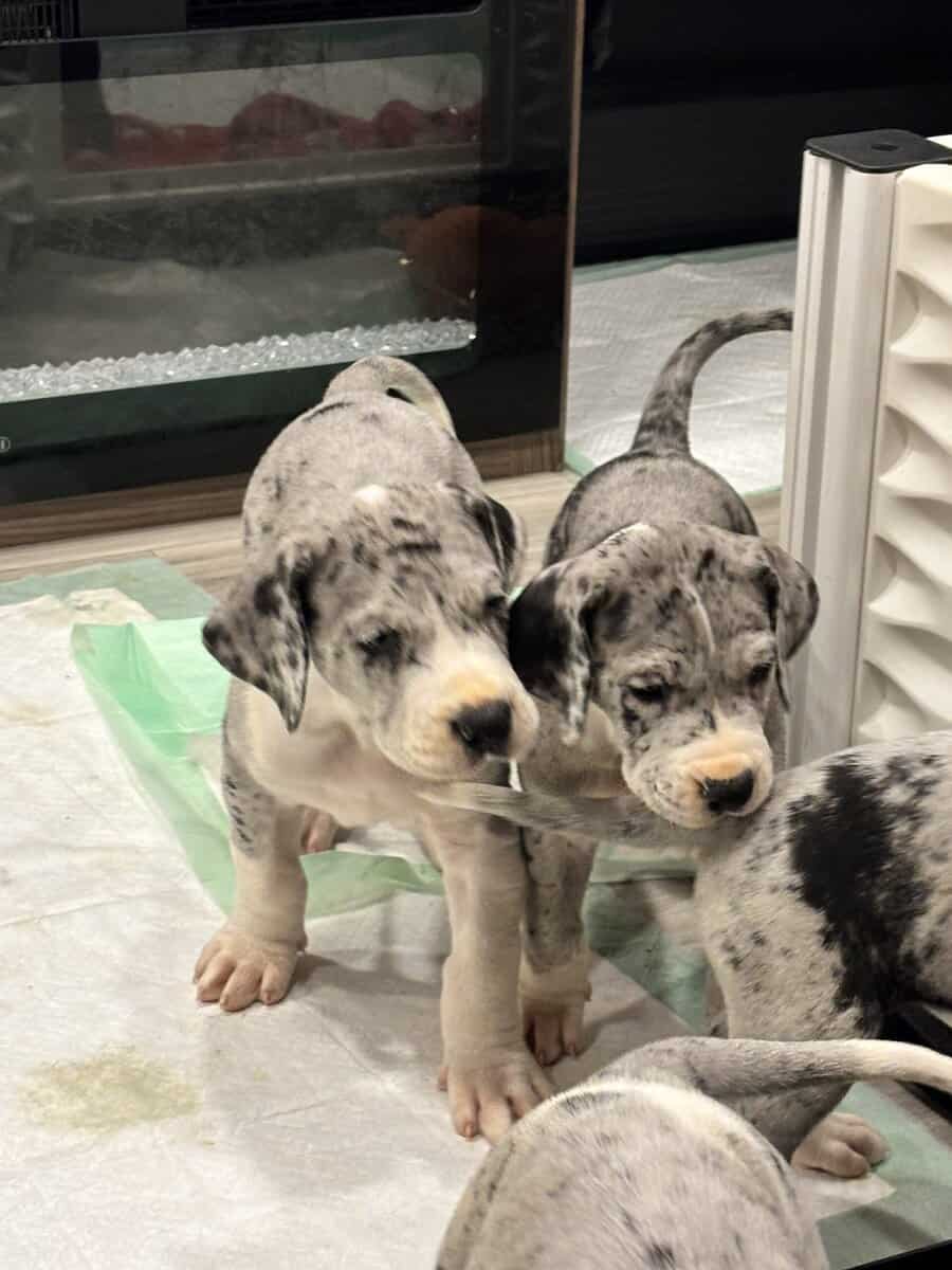 Great Dane puppies image 18