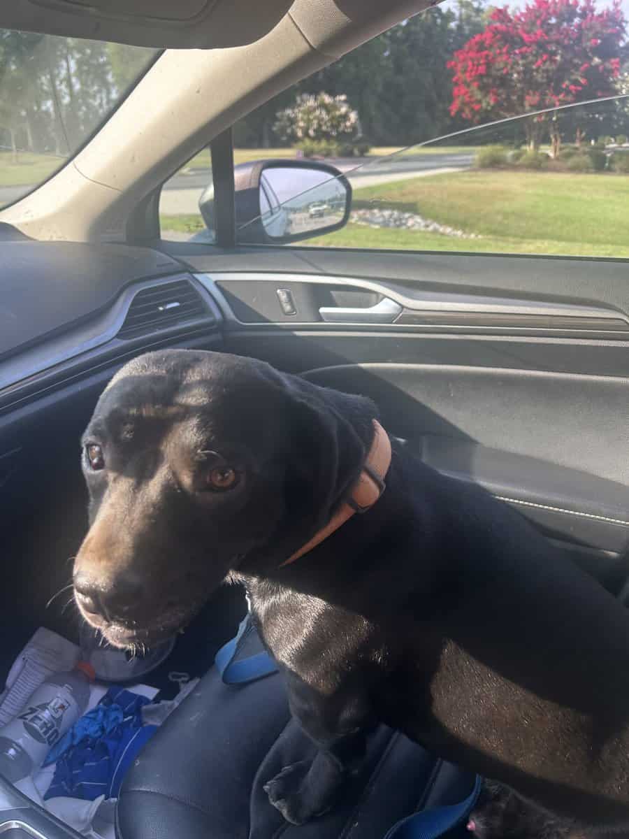 4 year old jack russell lab image 2