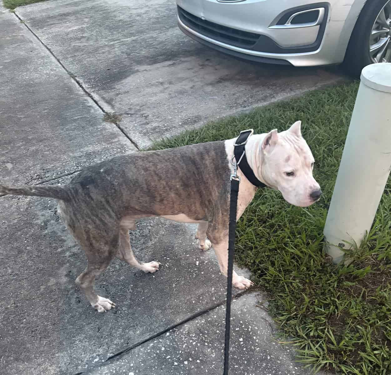 Blue pitbull terrier puppies image 4