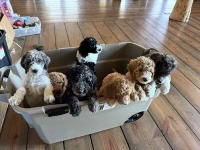 Standard Poodle Puppies