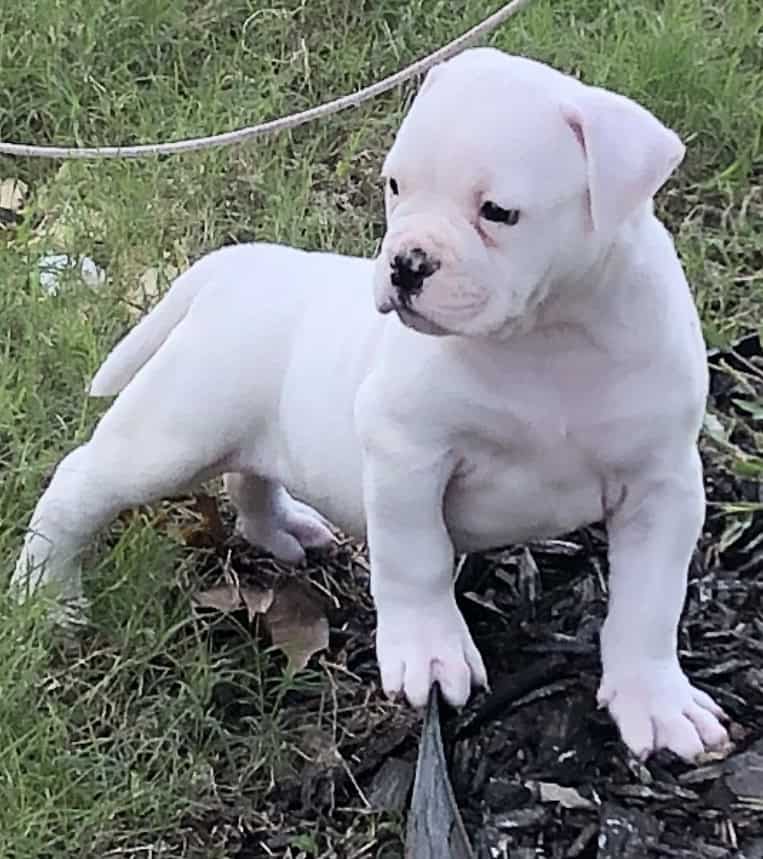 American Bulldog puppies image 1