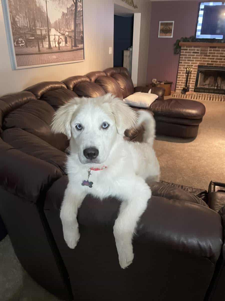 4yr old Great Pyrenees & Australian Shepherd mix image 1