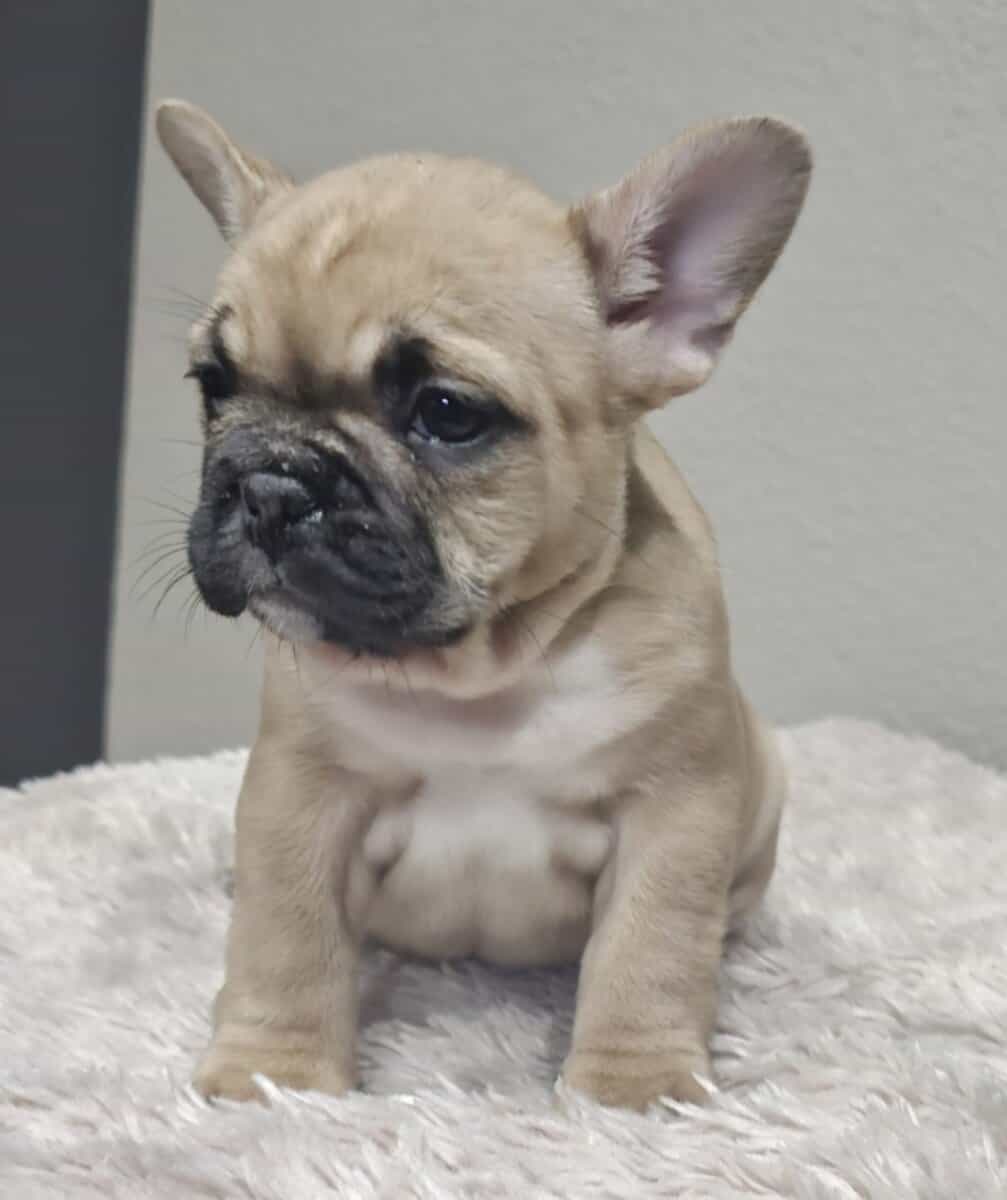Fluffy frenchie puppies image 6