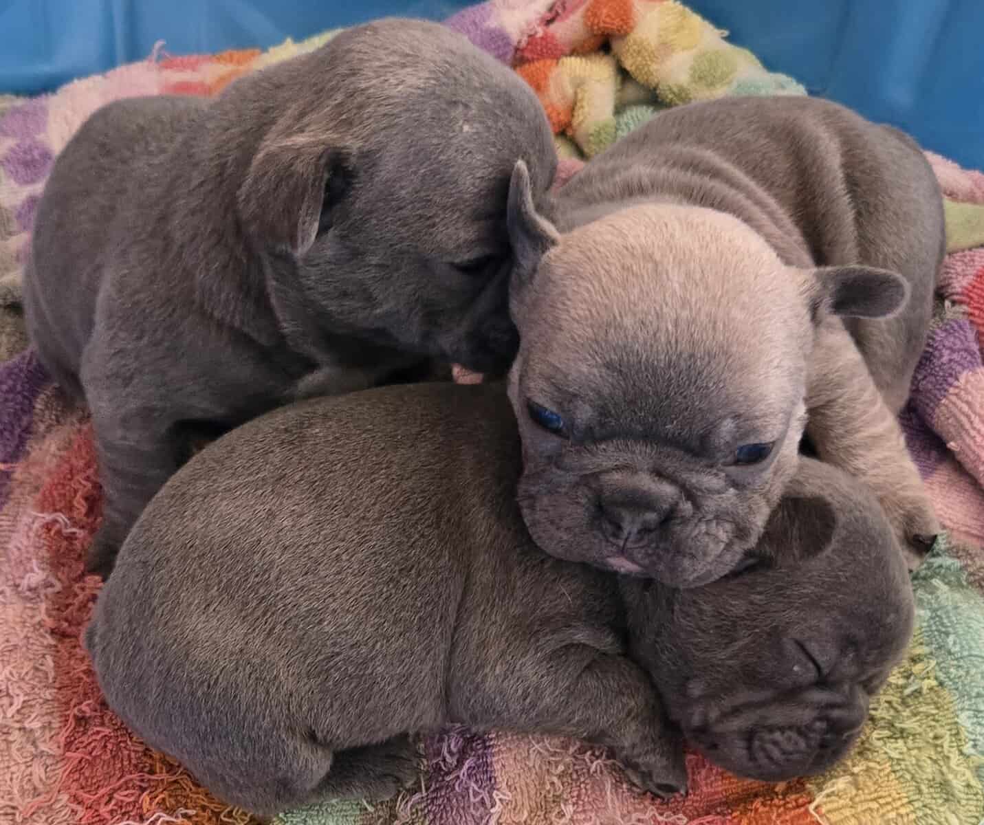 French Bulldog / Frenchie Puppies image 5