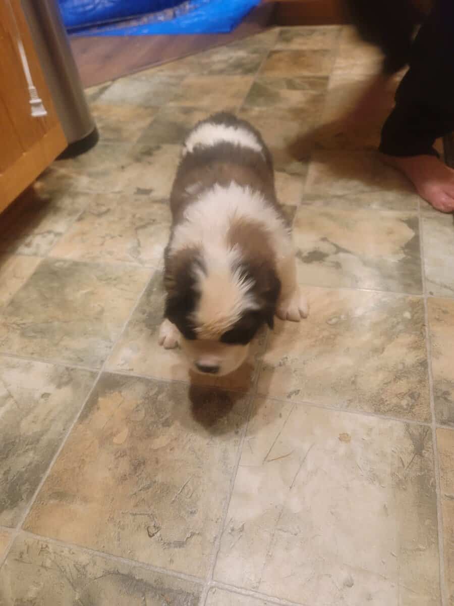 Saint Bernard puppies image 2