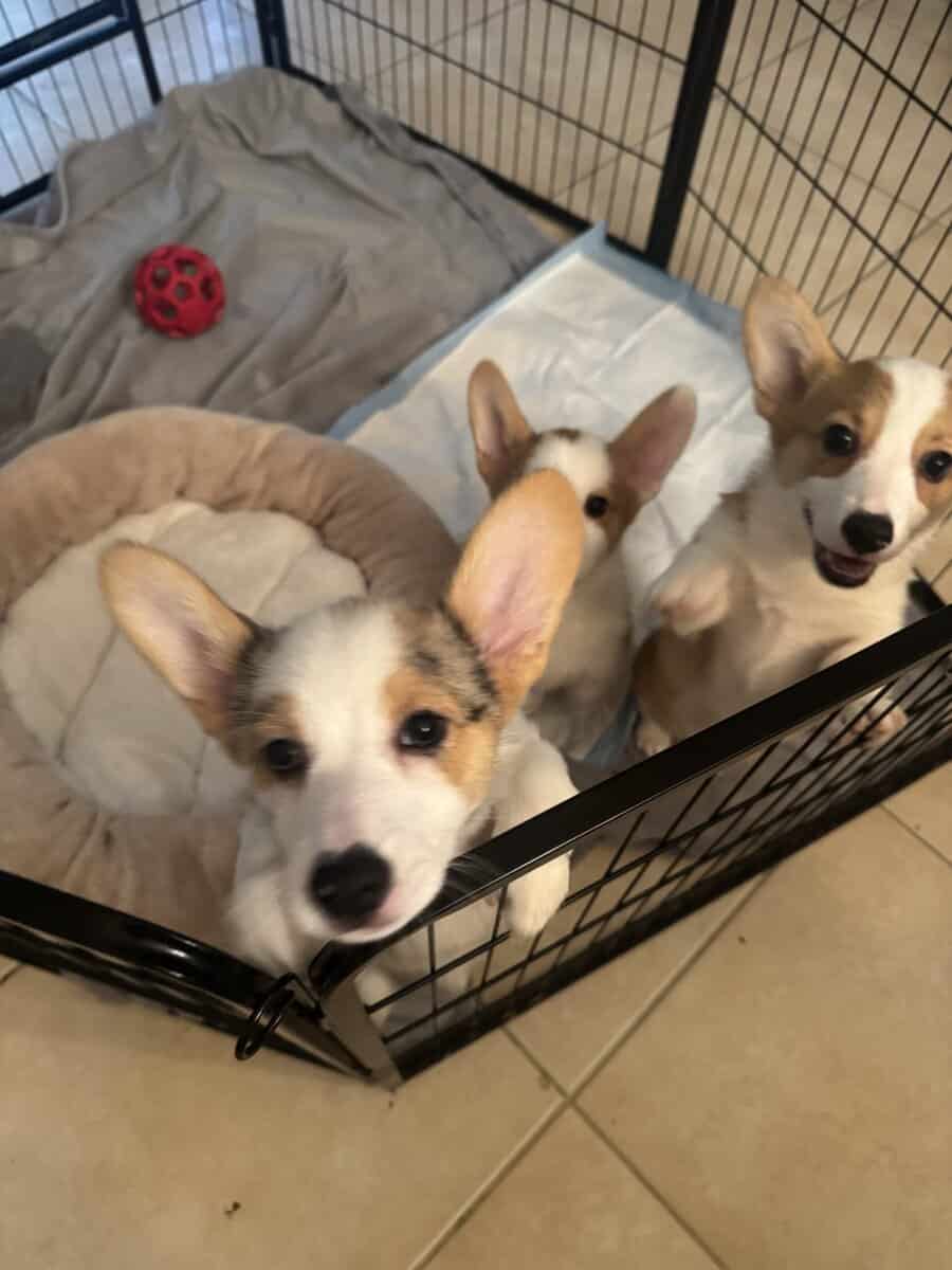 Adorable Corgi Puppies Ready for Loving Homes 🐾 image 3