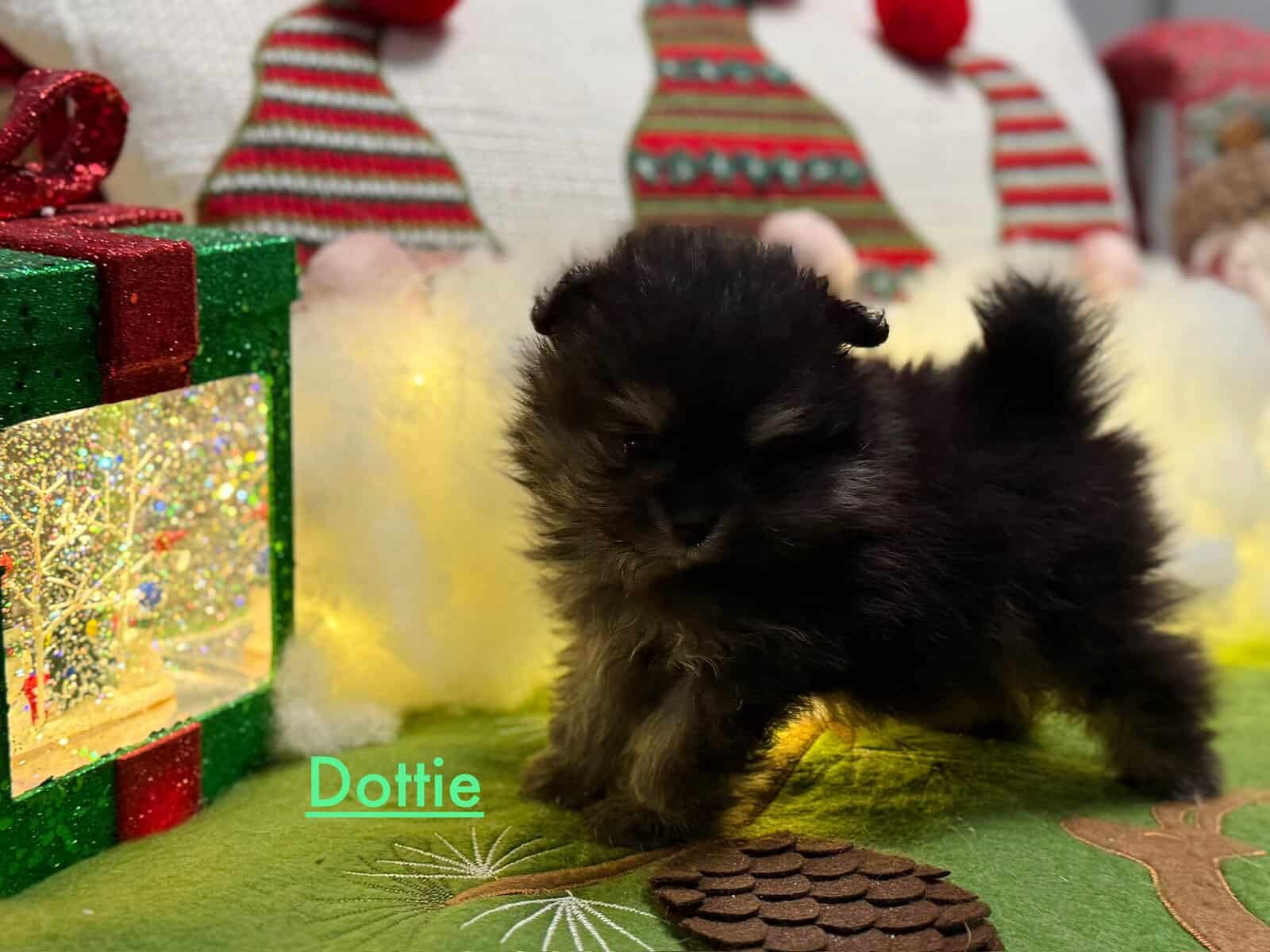 Adorable Pomeranian Puppies image 5