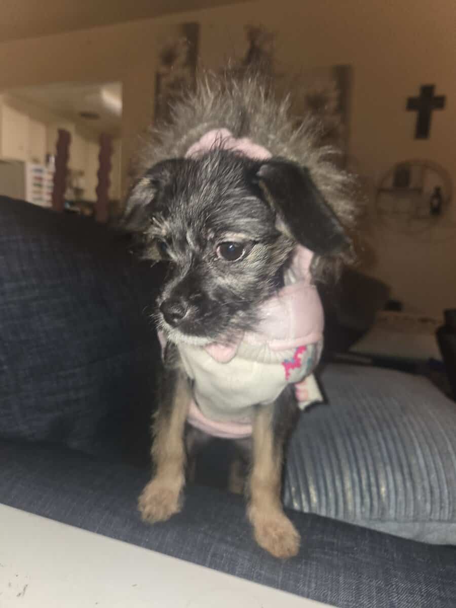 Chiweenie/Maltese Puppy - female image 5