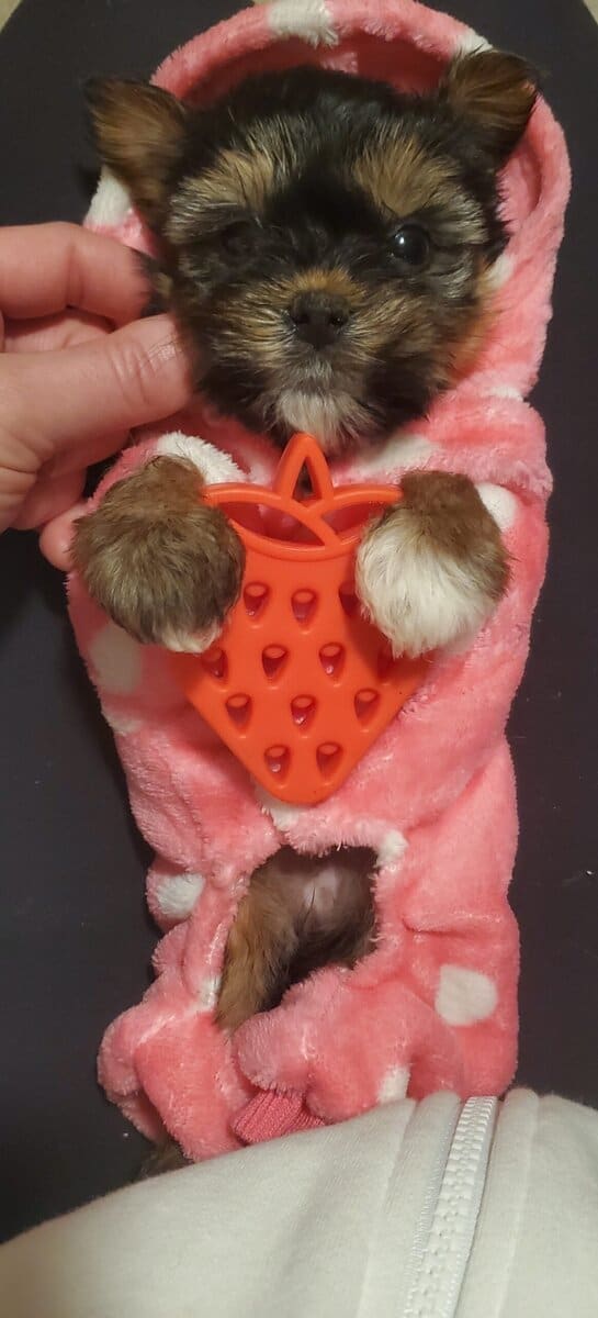 Teacup Yorkie Babygirl image 2