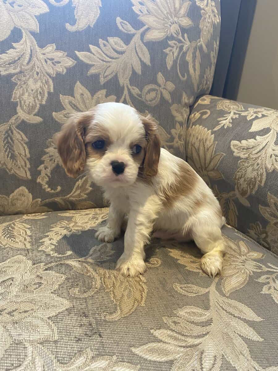 Caviler King Charles spaniel image 3