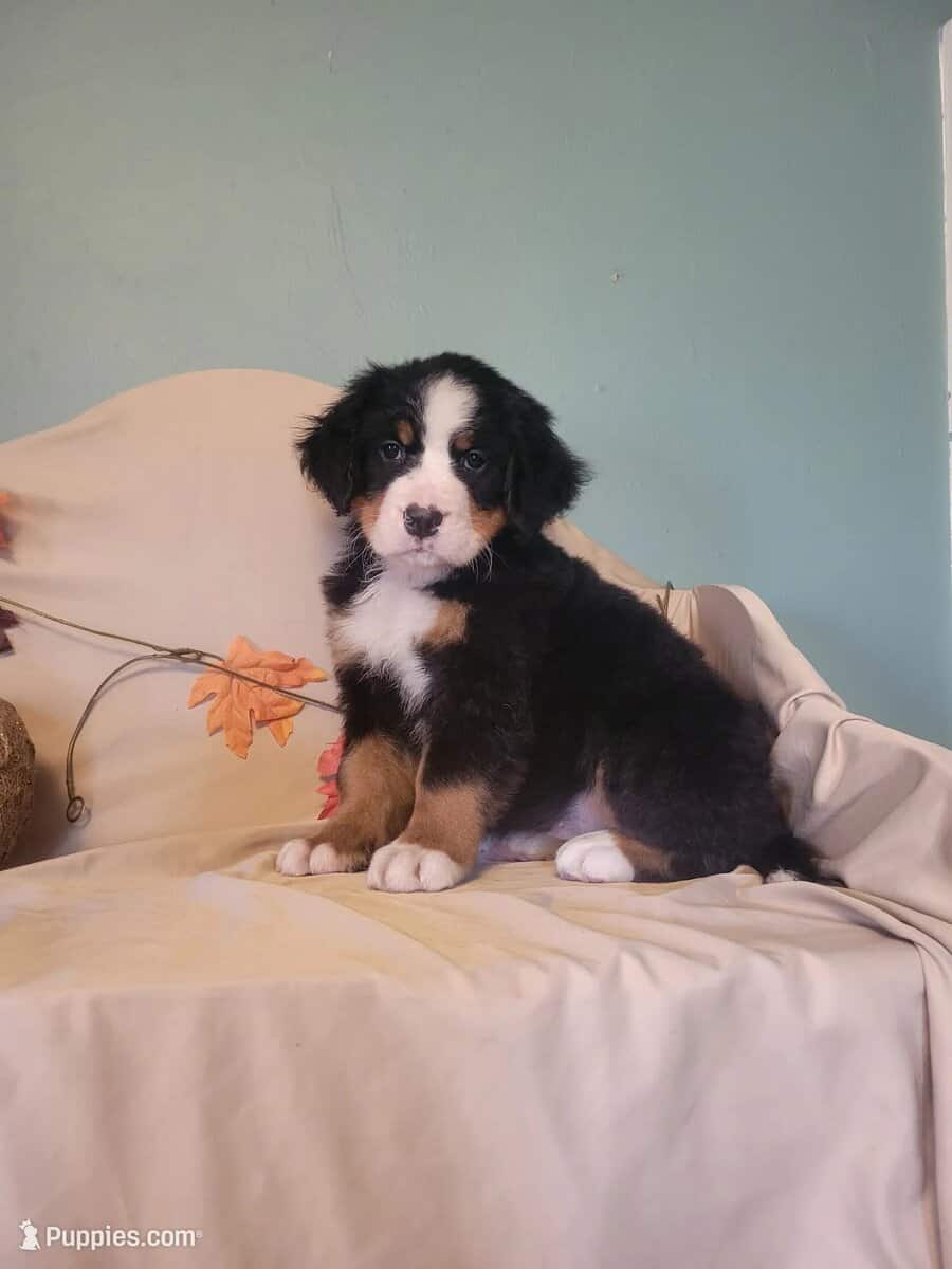 Bernese Mountain Dog puppies (AKC) image 1