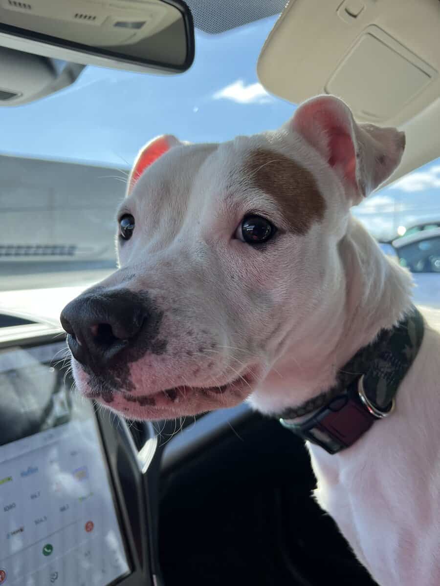 Looking for loving home for sweet Pit-Mix image 3