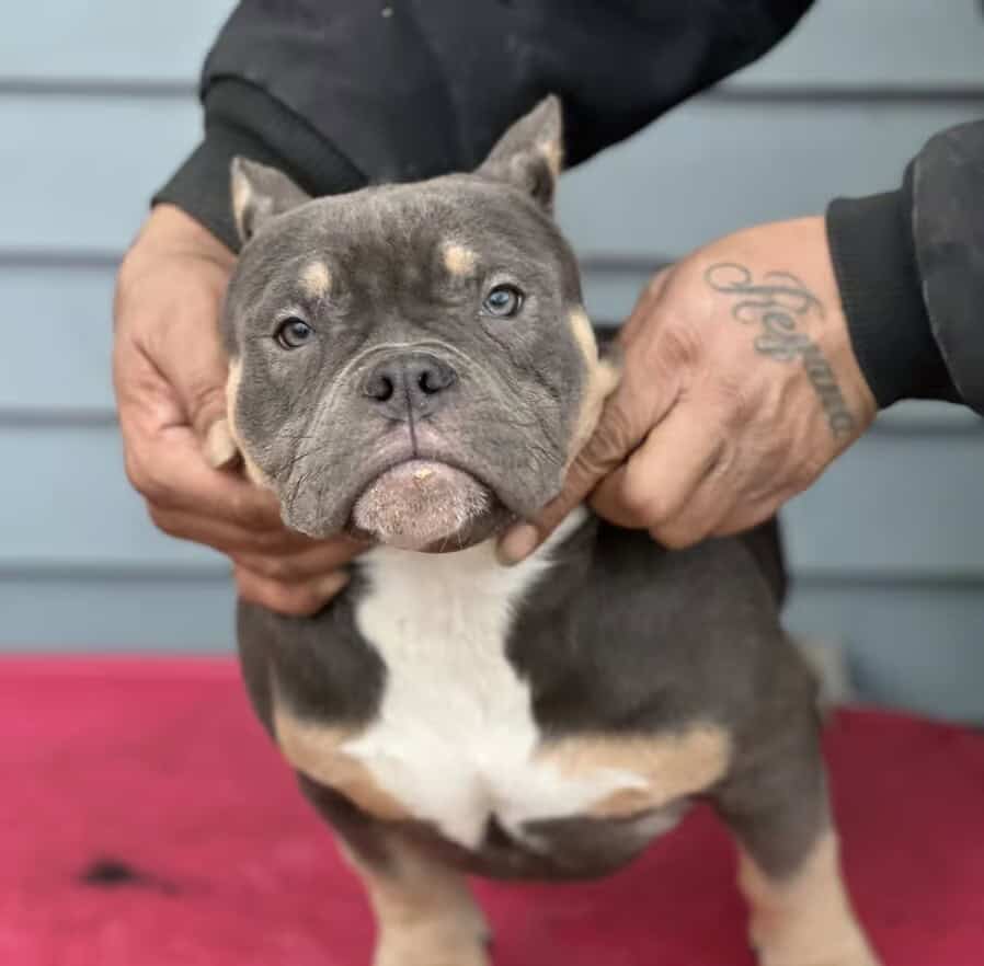 5 month blue tri female image 1