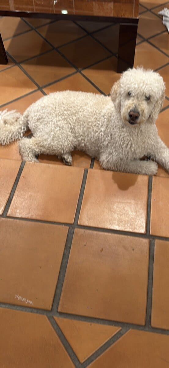 Golden doodle image 2
