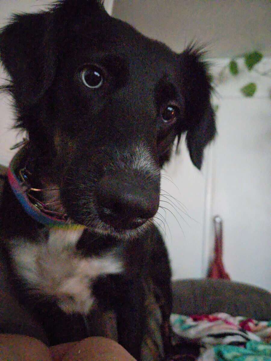 2 year old Female Australian Shepherd image 2