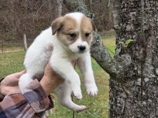 Boder Collie / Alaskan Husky Mix