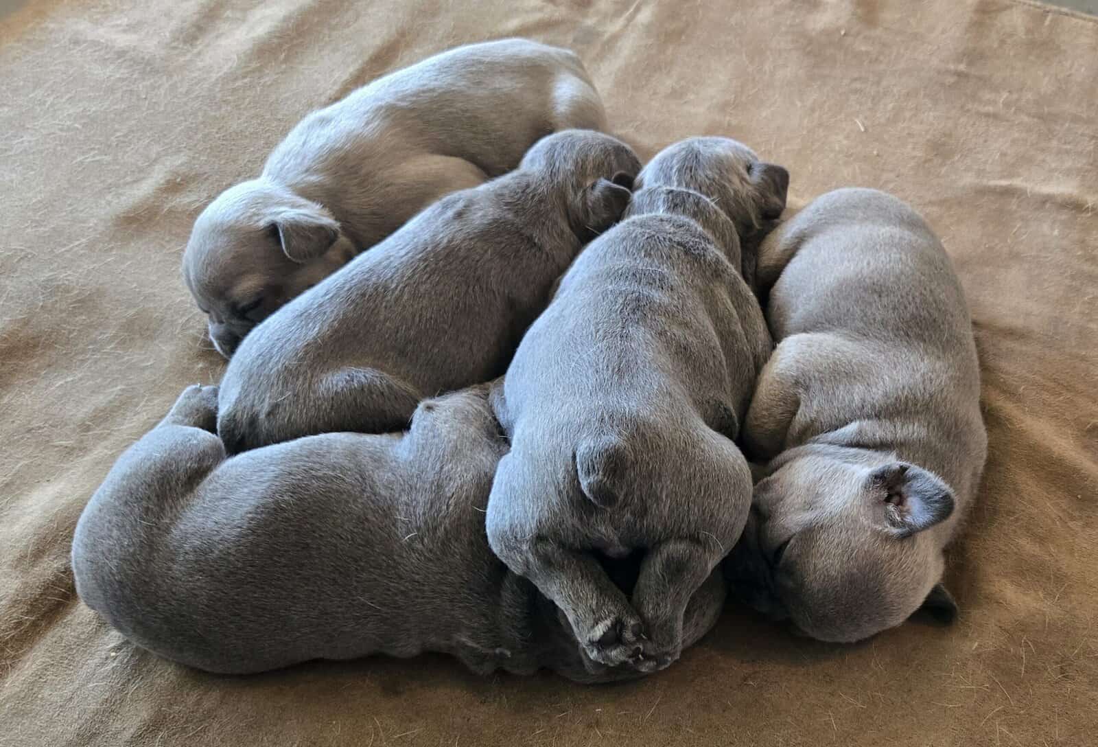 French Bulldog / Frenchie Puppies image 2