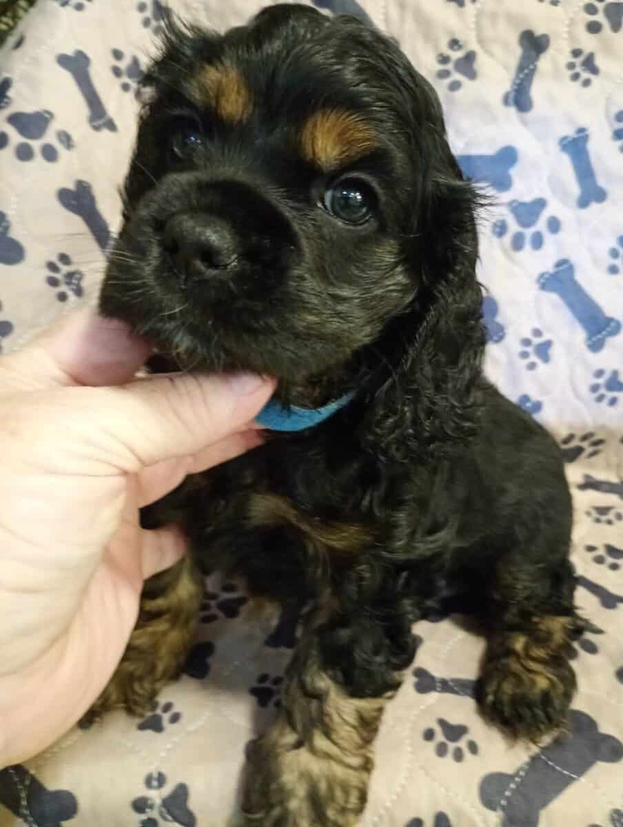 Cocker spaniel girls image 10