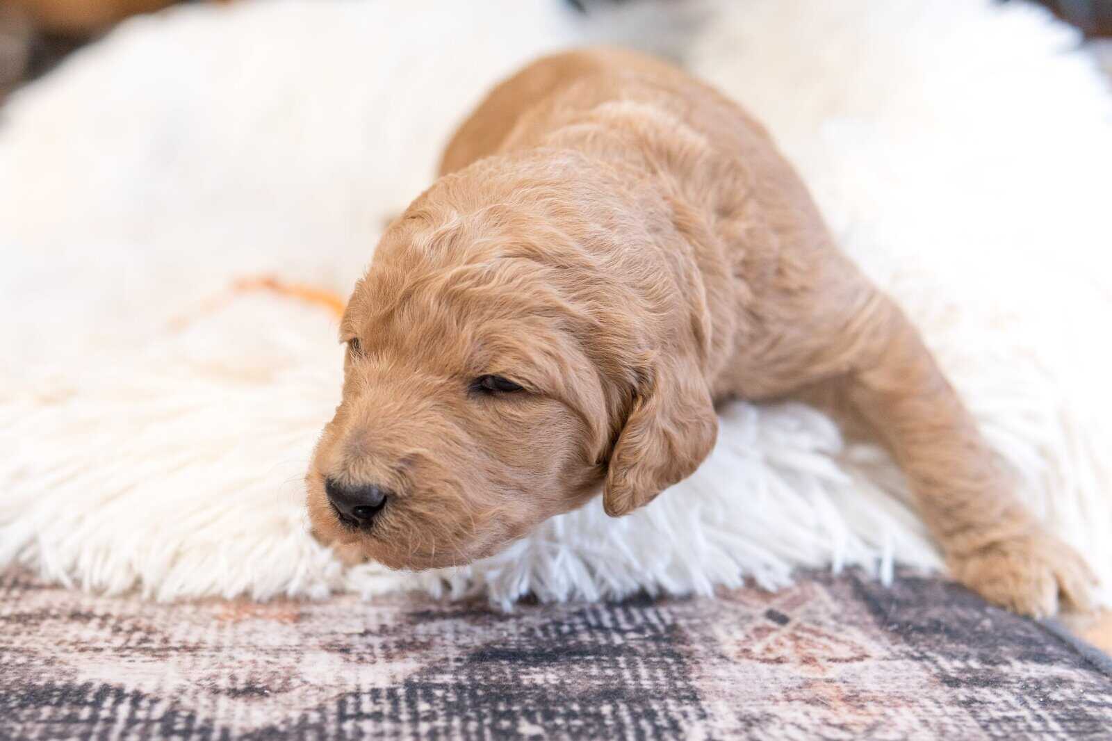 Goldendoodle Puppies image 8