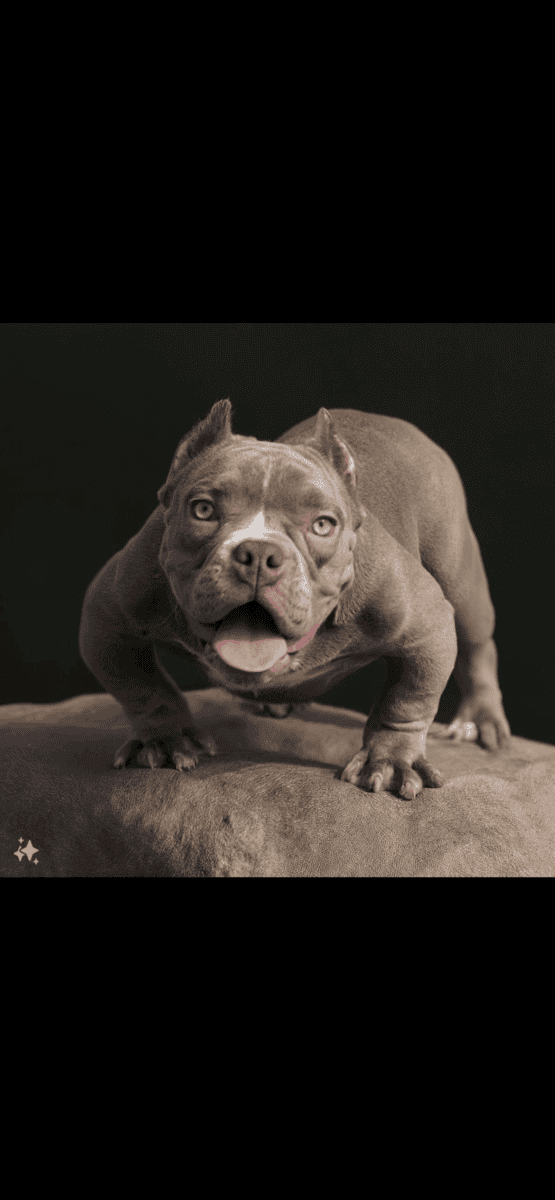 Exotic Bully image 2