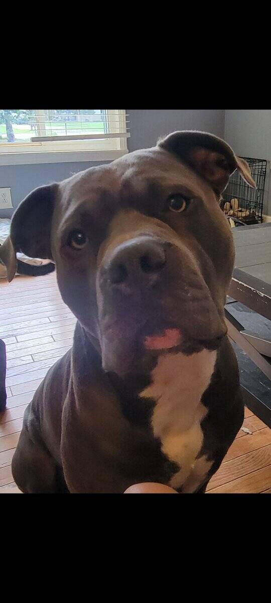Pitbull 5yrs old, intact male image 3