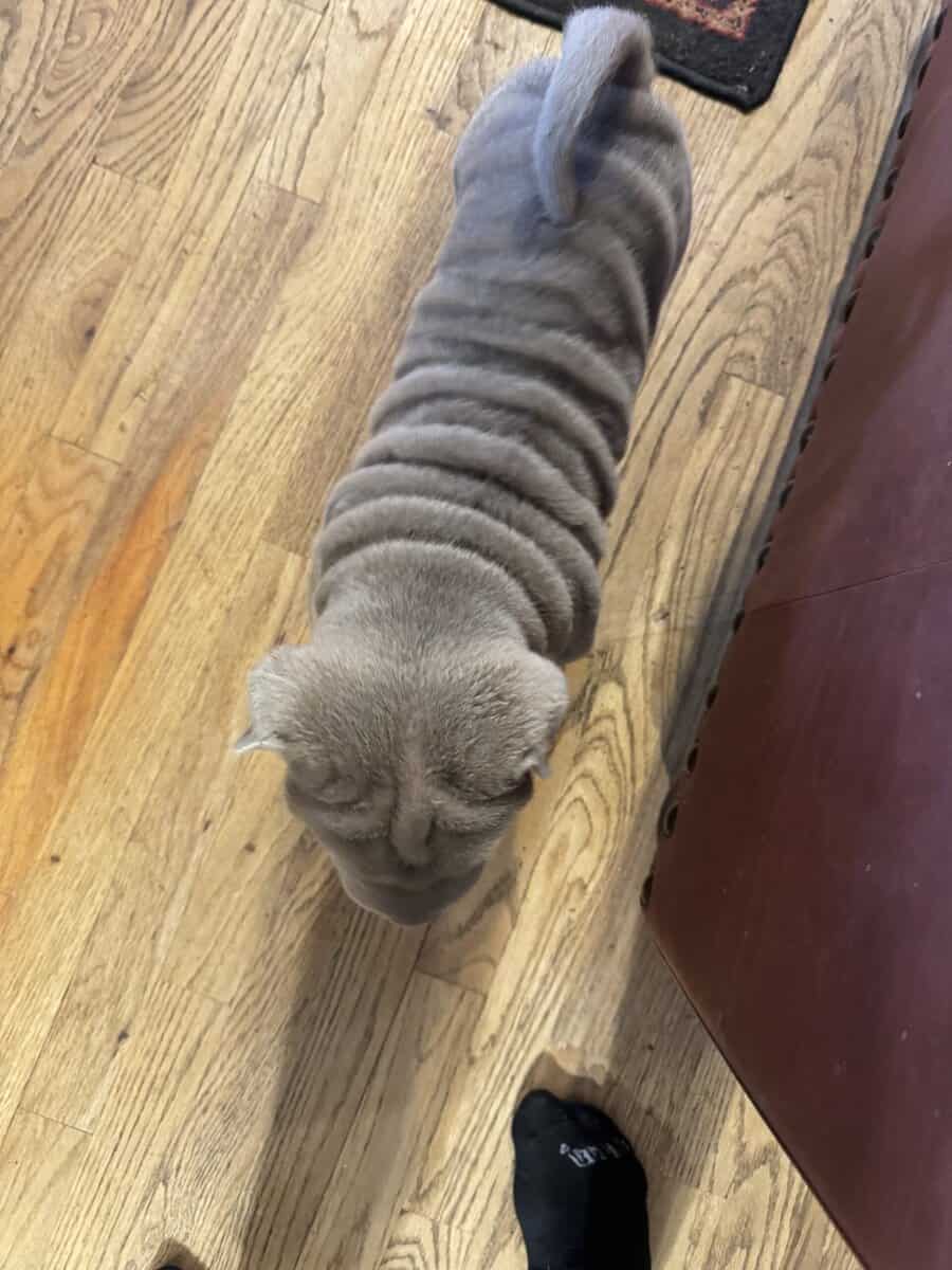 Chinese Shar Pei Pups image 6