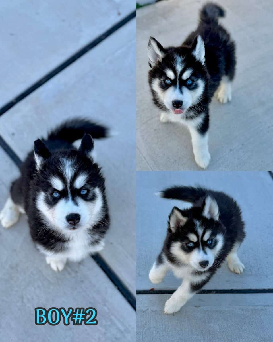 Husky puppies image 2