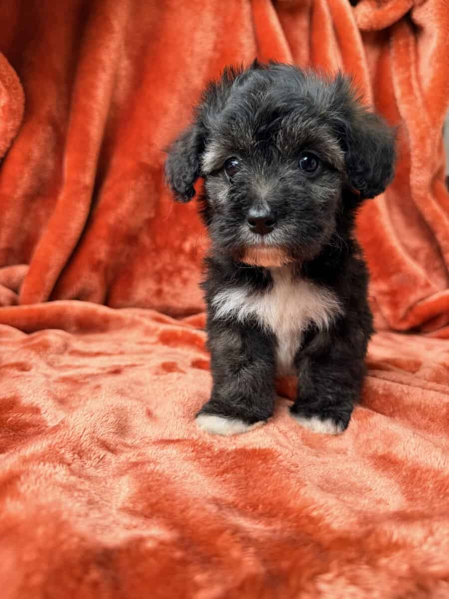 Mochi - Maltipoo Female image 2