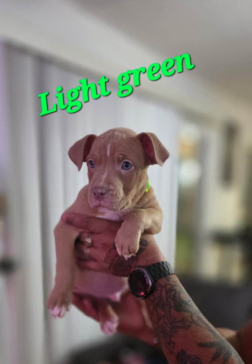 Male pitbull puppies image 7