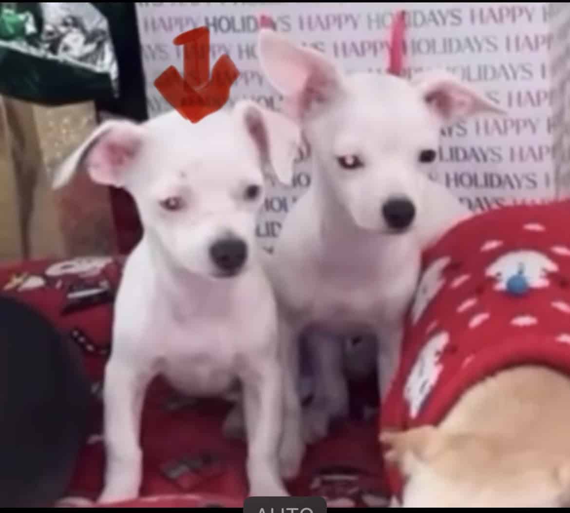White Chi W/ Blue Eyes image 2
