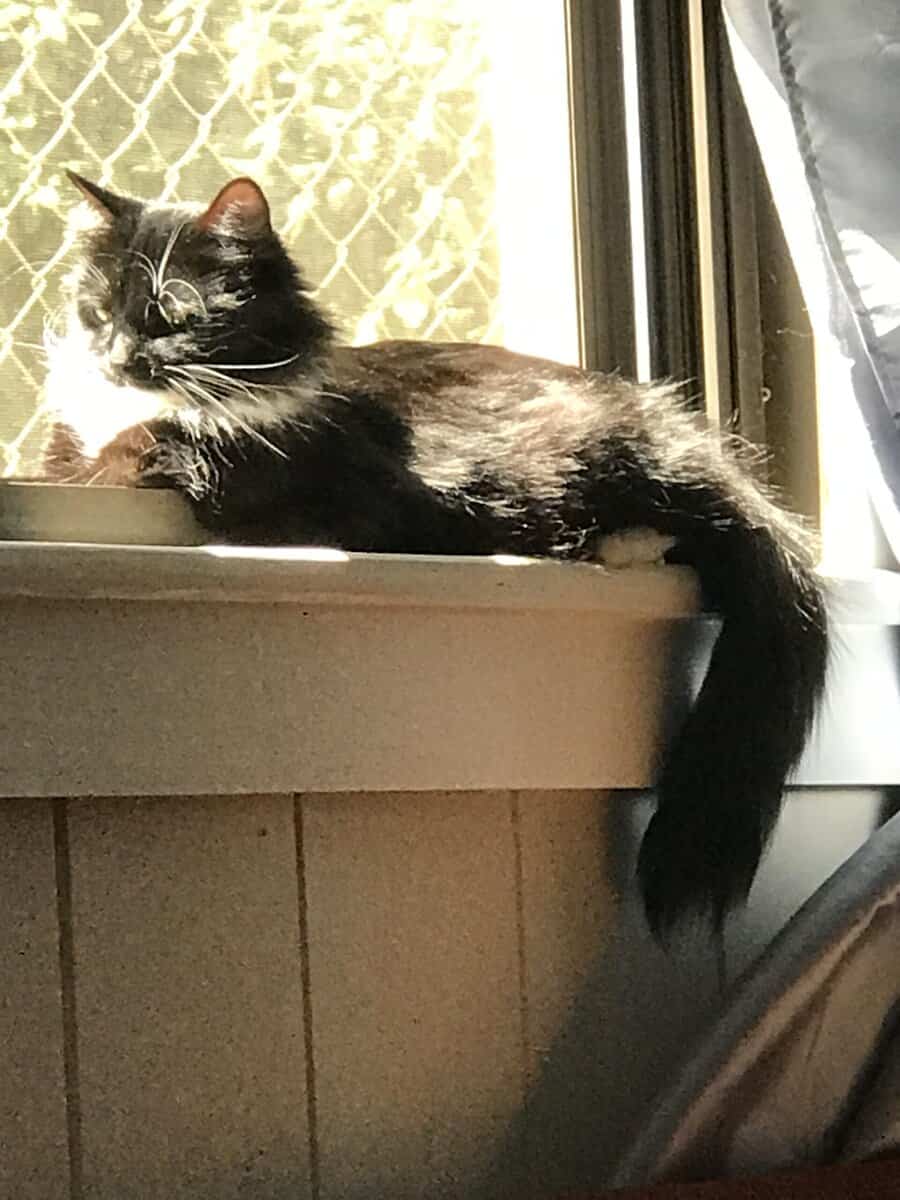 Sweet, Lazy Female Cat Needs a Home image 17