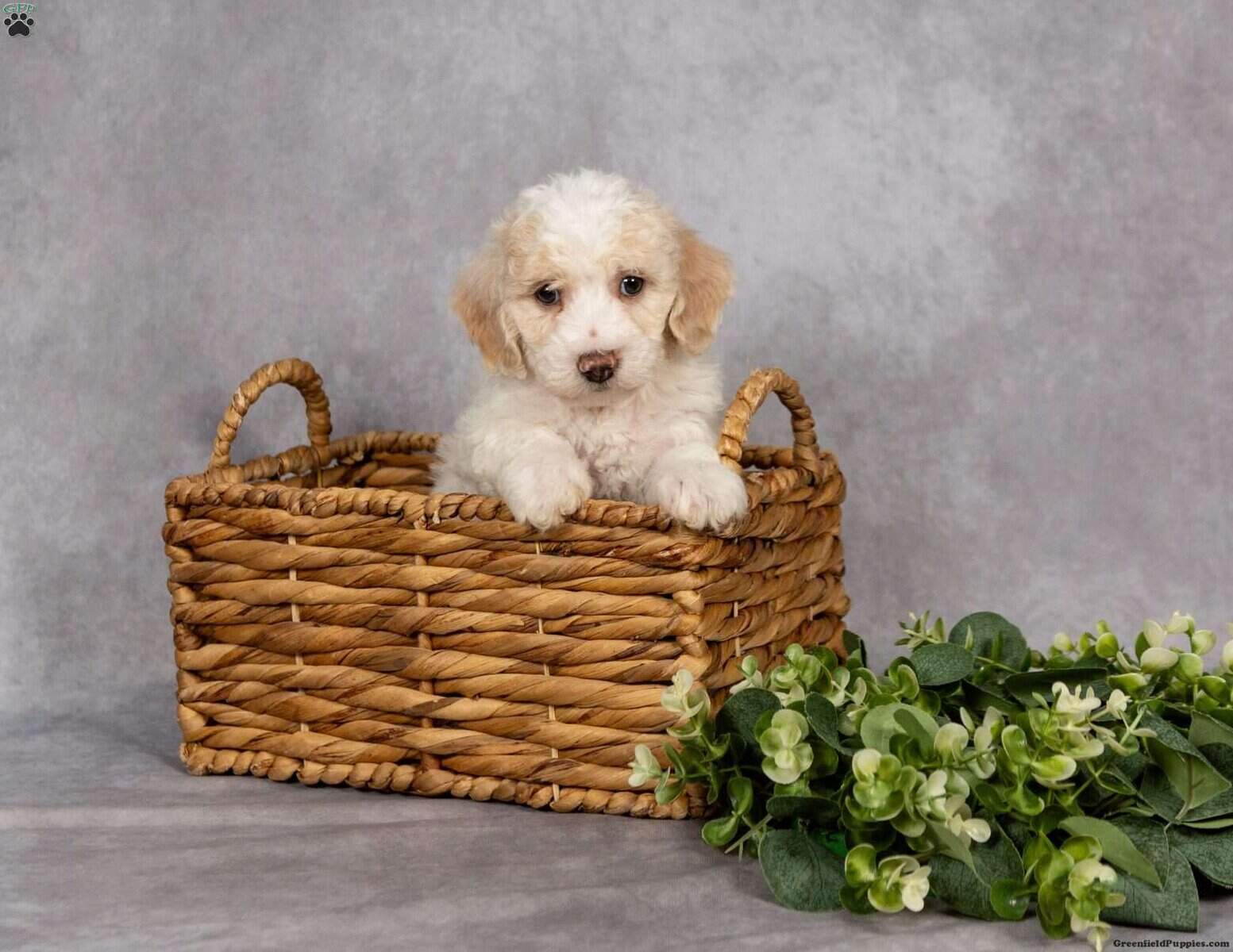 Rehoming puppy image 1