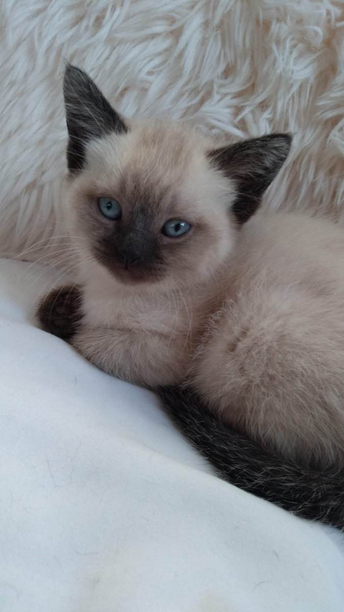 siamease kittens image 6