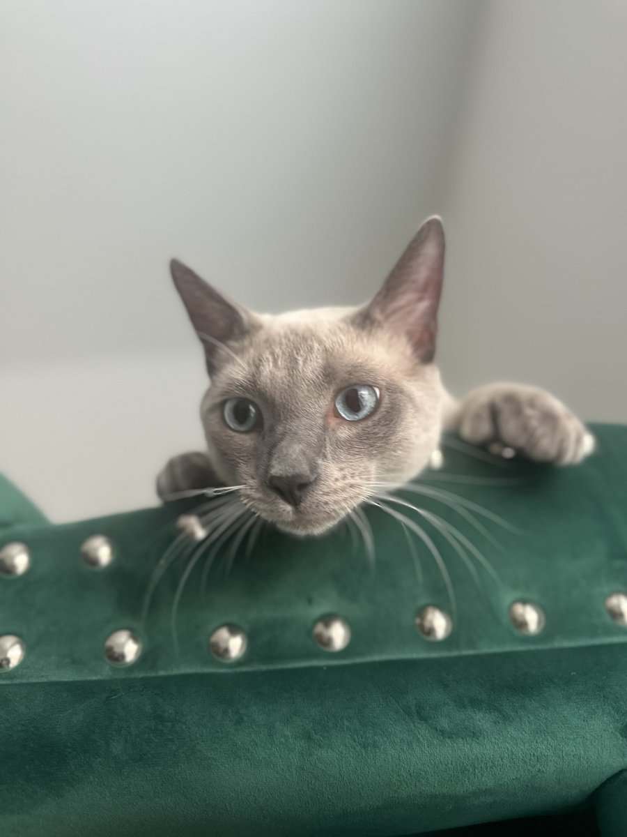 Blue Point Siamese for sale image 4