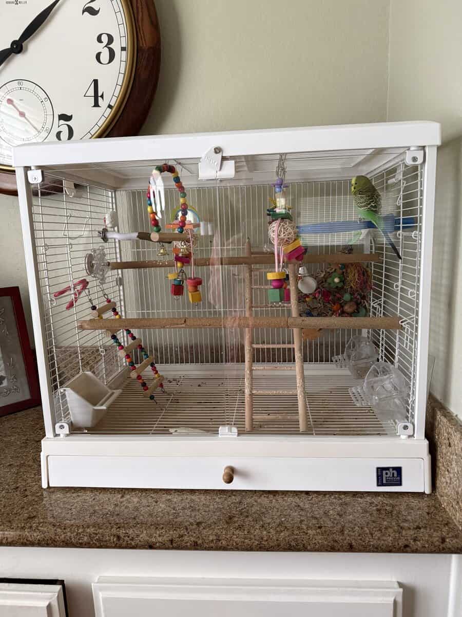 Male and Female Parakeets image 3