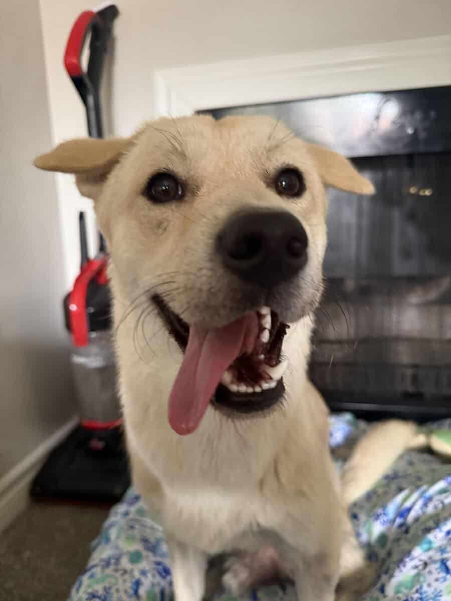 My baby Bruno is 1 year and 2 months he’s a male image 4