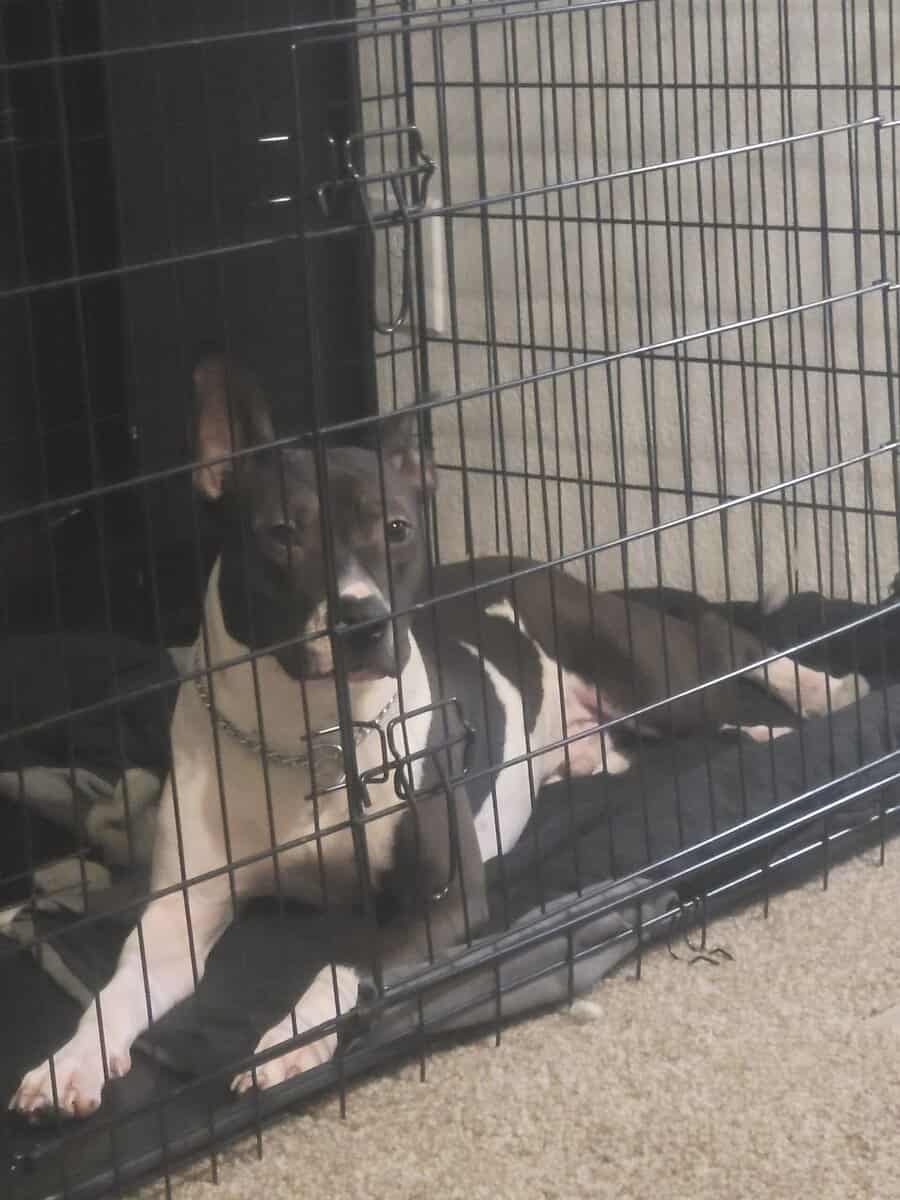 Sweet 1 year old mix image 2