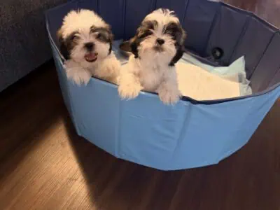 Shih Tzus